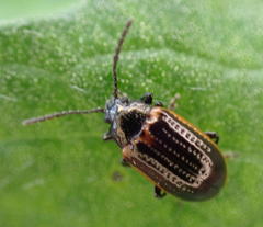 Microtheca ochroloma