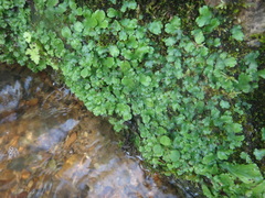 Marchantia paleacea