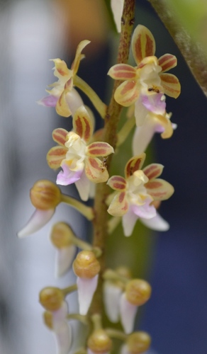 Cleisostoma