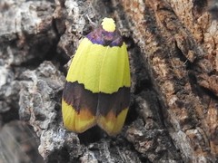 Heterallactis microchrysa