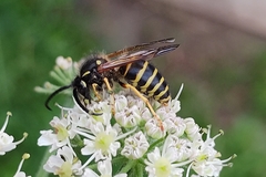 Dolichovespula sylvestris
