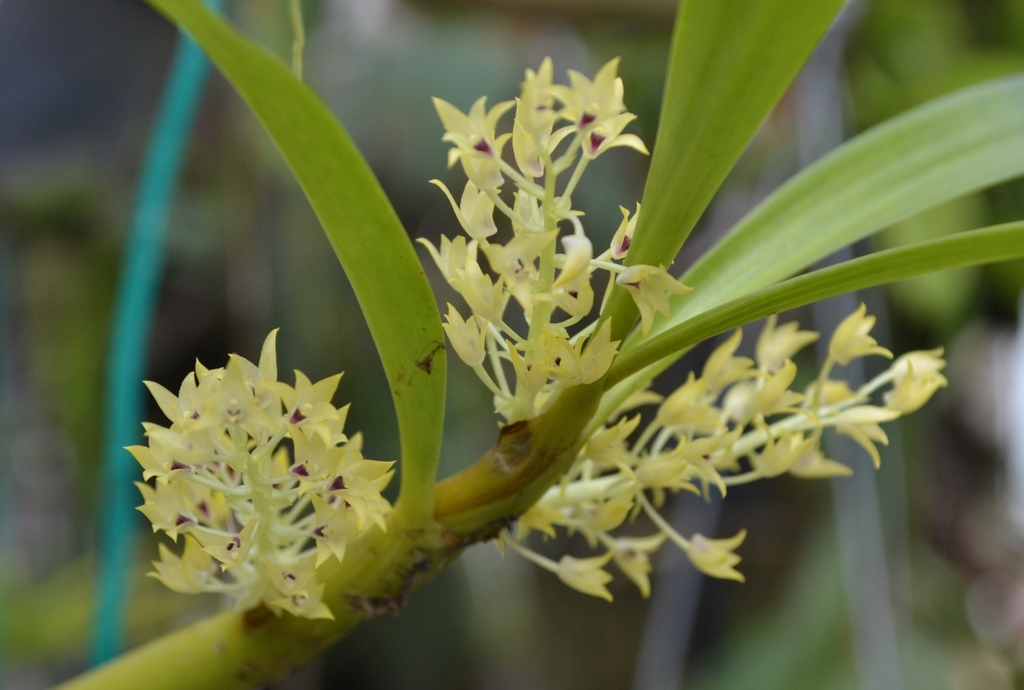 Pinalia tenuiflora (Pinalia tenuiflora)