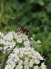 Dolichovespula sylvestris