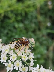 Dolichovespula sylvestris