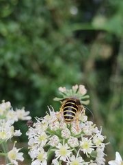 Dolichovespula sylvestris