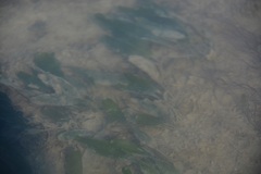 Halophila decipiens