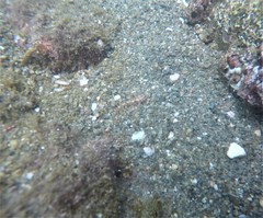 Coryphopterus urospilus