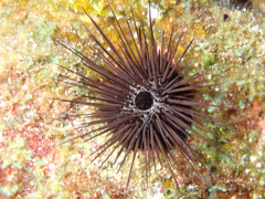 Echinostrephus aciculatus image
