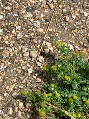 Matricaria discoidea