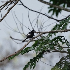 Melaniparus guineensis