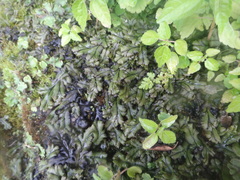 Marchantia polymorpha polymorpha