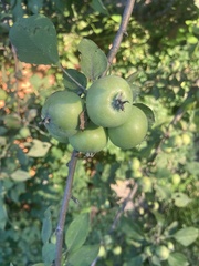 Malus domestica