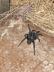 Amblyocarenum walckenaeri