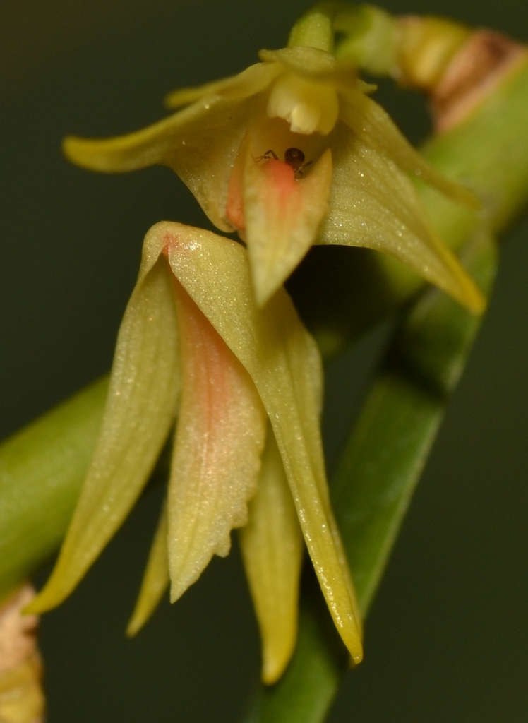 Dendrobium indragiriense Schltr.