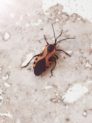 Sephina vinula