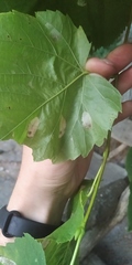 Phyllonorycter issikii