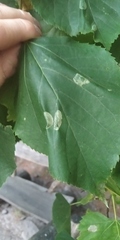 Phyllonorycter issikii
