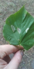 Phyllonorycter issikii
