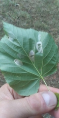 Phyllonorycter issikii