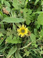 Arctotheca calendula