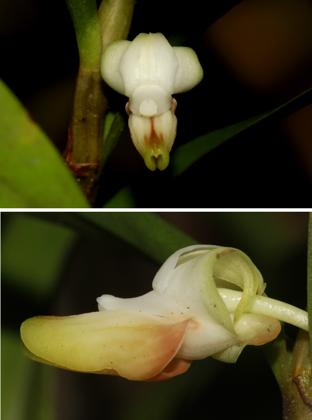 Dendrobium revolutum (Dendrobium revolutum)