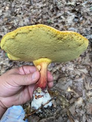 Baorangia rufomaculata