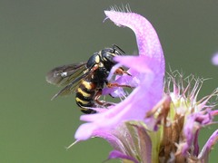 Dianthidium texanum
