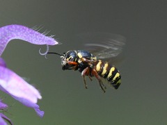 Dianthidium texanum