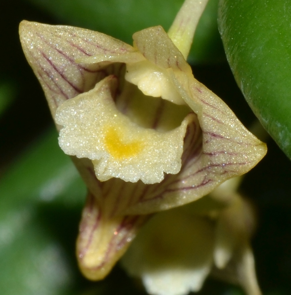 Dendrobium pachyphyllum (Dendrobium pachyphyllum)