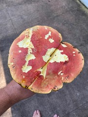 Baorangia rufomaculata