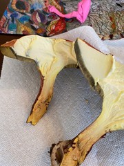 Baorangia rufomaculata