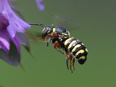 Dianthidium texanum