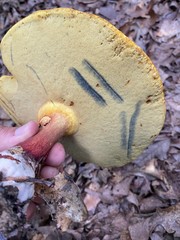 Baorangia rufomaculata