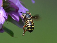 Dianthidium texanum