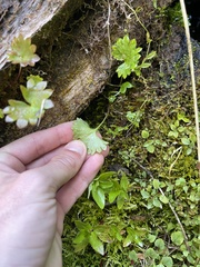 Micranthes nelsoniana