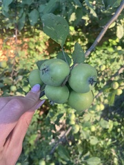 Malus domestica