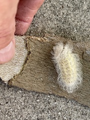 Megalopyge pyxidifera