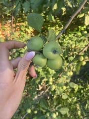 Malus domestica