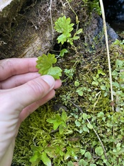 Micranthes nelsoniana