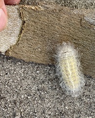 Megalopyge pyxidifera