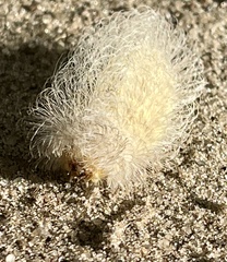 Megalopyge pyxidifera