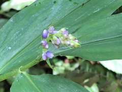 Dichorisandra thyrsiflora