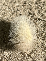 Megalopyge pyxidifera