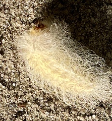 Megalopyge pyxidifera
