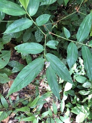 Dichorisandra thyrsiflora