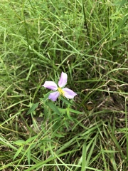 Rhexia mariana mariana