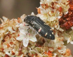 Acmaeodera angelica