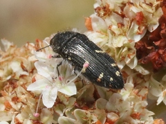 Acmaeodera angelica