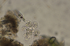 Coelastrum