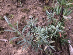 Lampranthus spectabilis